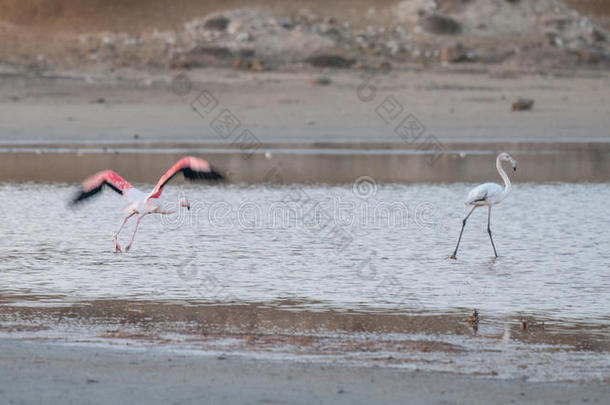 火烈鸟美丽的野生鸟类在拉纳卡盐湖塞浦路斯