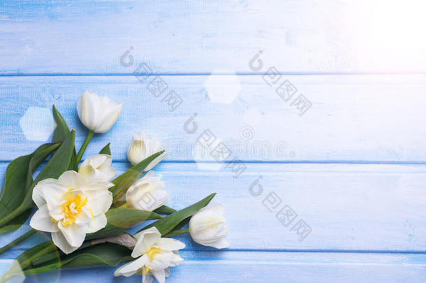 新鲜的春天，白色郁金香和水仙花在木背上