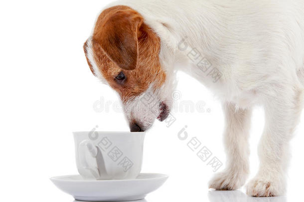 狗的品种杰克罗素猎犬和白色杯子。