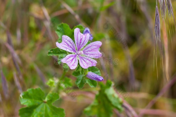 雨天春天花园里常见的浅花