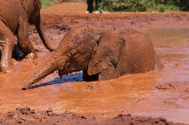 给小象洗澡