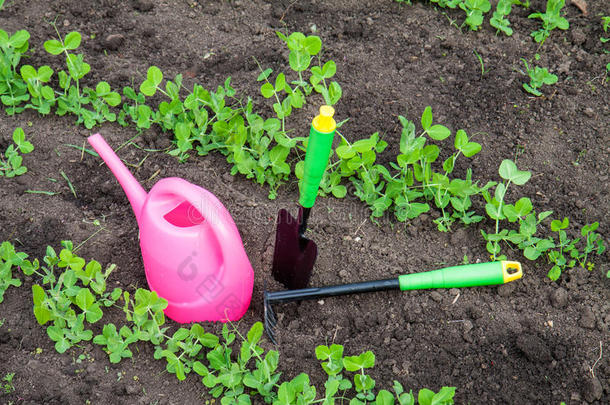 园艺工具，浇水罐，植物和土壤