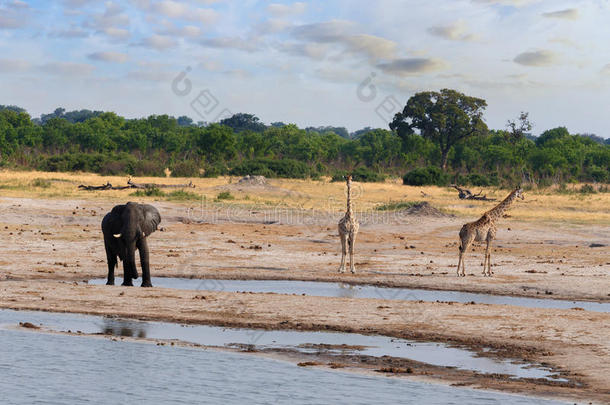 大象和长颈鹿在水坑里喝酒