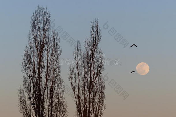 鸟儿在<strong>高大</strong>的树木和满月旁边飞翔