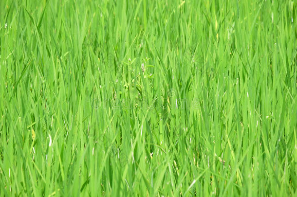 水稻绿色水稻作物框架中心(选定焦点