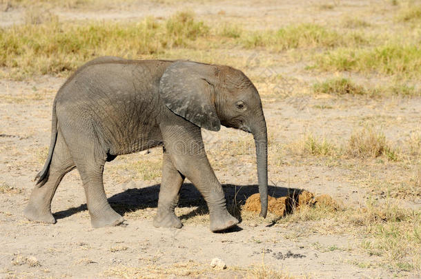 肯尼亚国家公园的小象