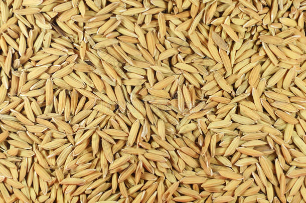 棕色水稻种子水稻背景