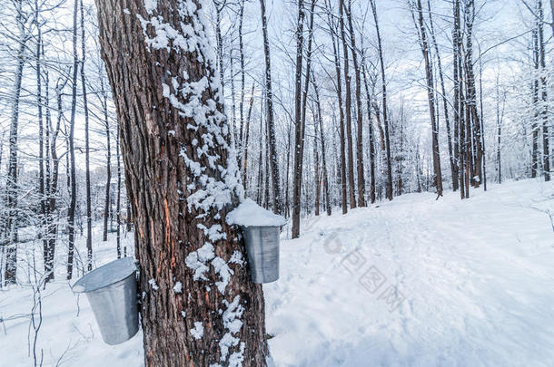 在城市枫树的冬天树林里，新鲜的降雪。 桶收集树液作为糖浆。