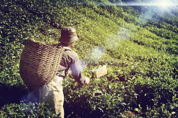 农民采摘茶叶土著文化理念