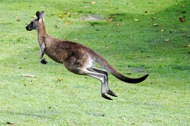 动物澳大利亚澳大利亚人跳跃的袋鼠