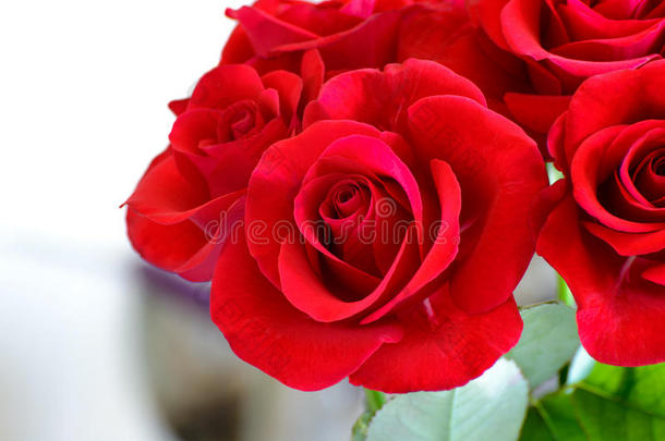 一束美丽的红色玫瑰在浅色的背景上。 3月8日妇女节贺卡