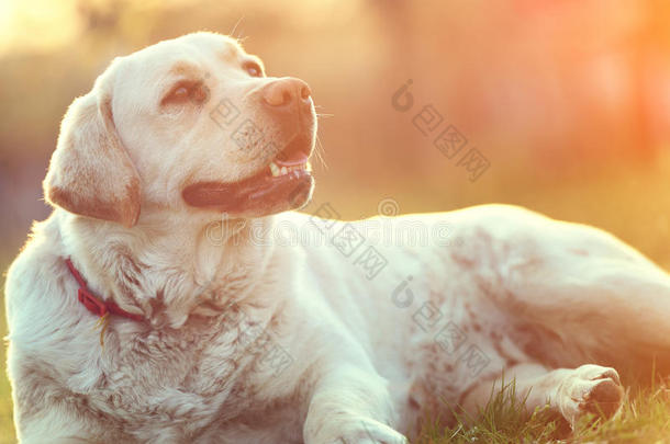 美丽的拉布拉多犬在户外，日落在背景