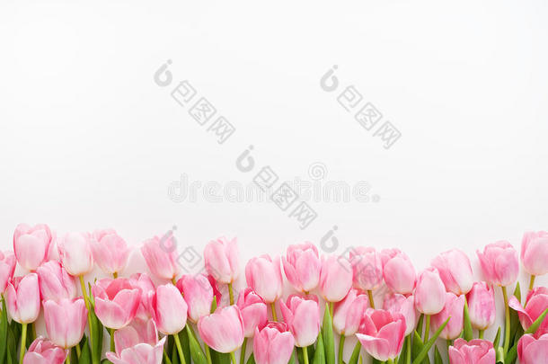 <strong>清新</strong>的春天粉红色郁金香白色背景