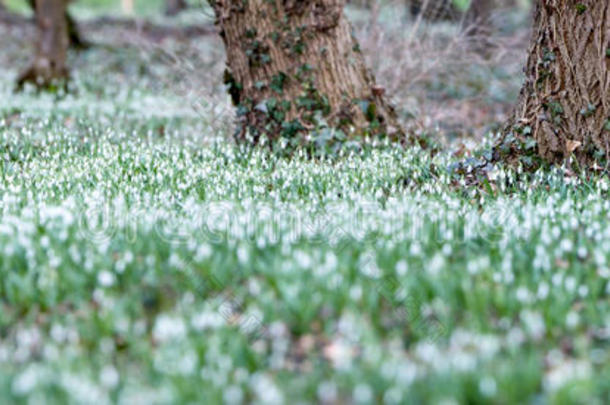 春天的季节，森林里<strong>到处都是</strong>雪花。