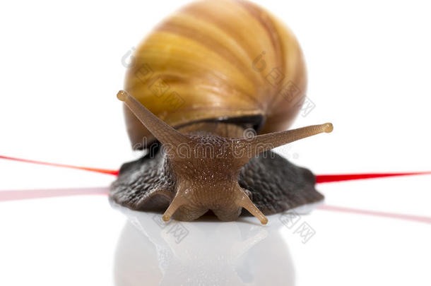 快速蜗牛在白色背景上穿过完成磁带