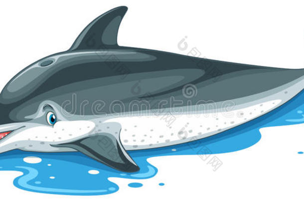 海豚在水上有可爱的脸