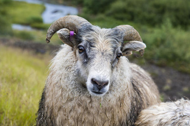 冰岛绿草地上的彩色冰岛绵羊