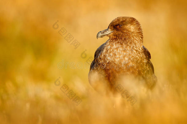 棕色斯库亚，南极洲，水鸟坐在秋天的草地上，黄昏的灯光，阿根廷