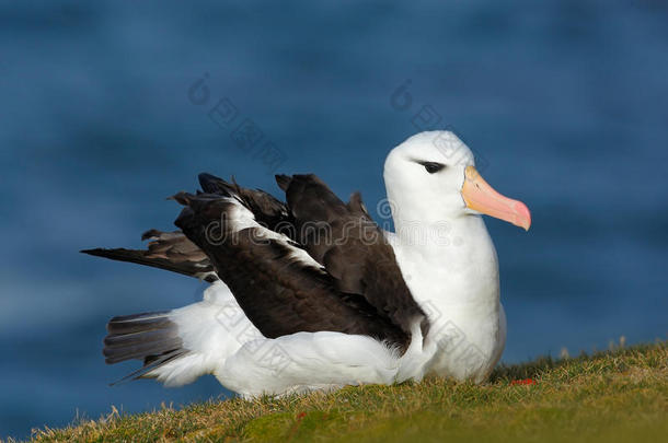美丽的海鸟，黑眉白鸟，地中海黑色黑色，坐在悬崖上，深蓝色的水在地上，法尔克尔