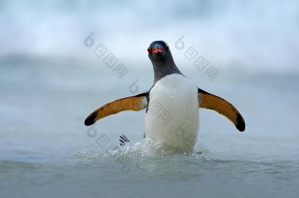 金杜企鹅在福克兰群岛的海洋中游泳时<strong>跳出</strong>了蓝色的水