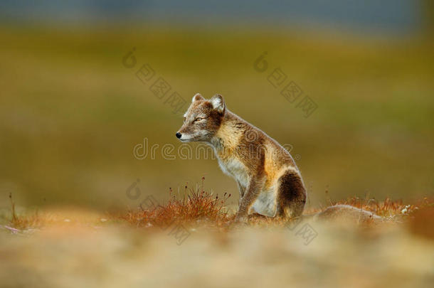 北极狐，外阴拉古，两只幼仔，在大自然的栖息地，草甸上有花，鞘，挪威