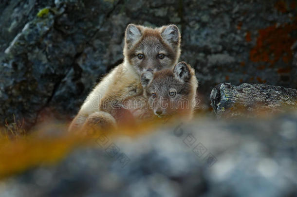 北极狐，外阴拉古，两只幼仔，在大自然的栖息地，草甸上有花，鞘，挪威