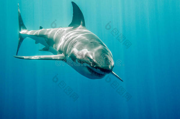 来自海底总动员的大白鲨布鲁斯