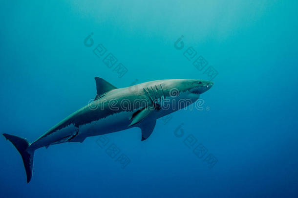 冒险动物大的蓝色噬人鲨