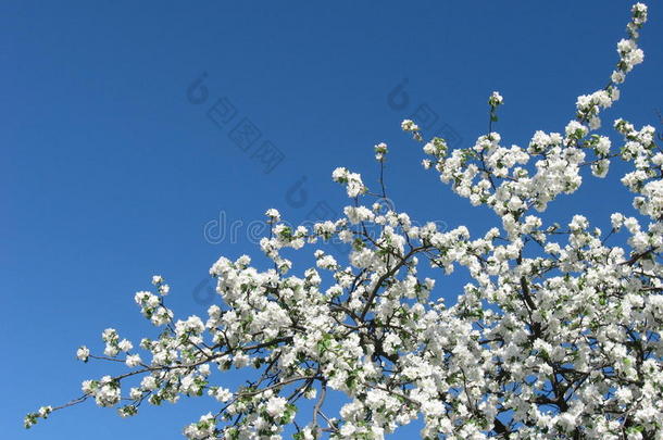 春天白花树的抽象梦幻形象