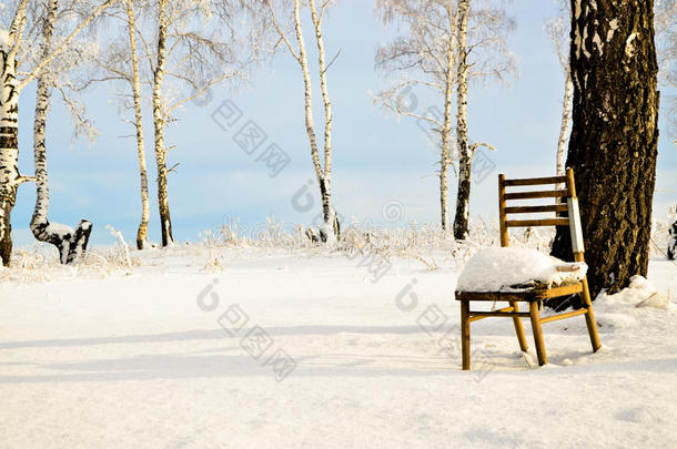 椅子站在冬天的桦树中间
