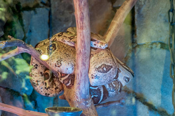 水族馆里的BOA