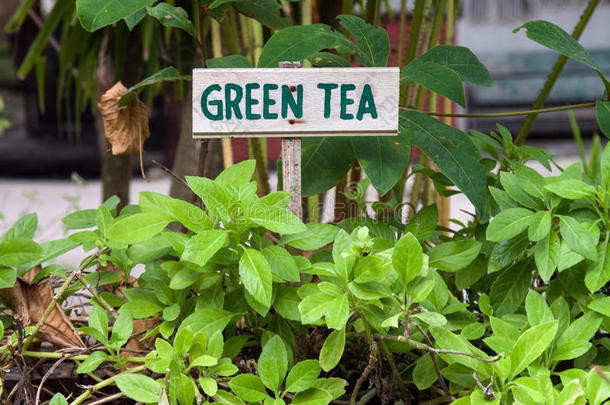 绿茶标志