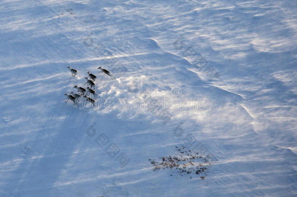 天线动物鹿角北极的巴克