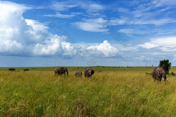 大象家族在一个高草象家族进行狩猎