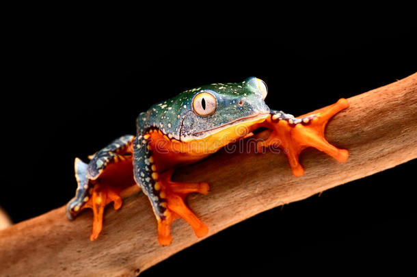 条纹树蛙