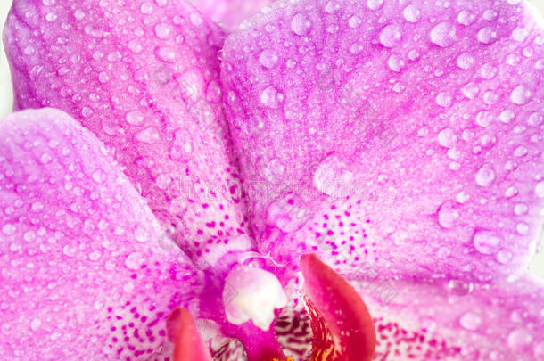 盛开的紫色兰花花与水滴。 <strong>蝴蝶兰</strong>