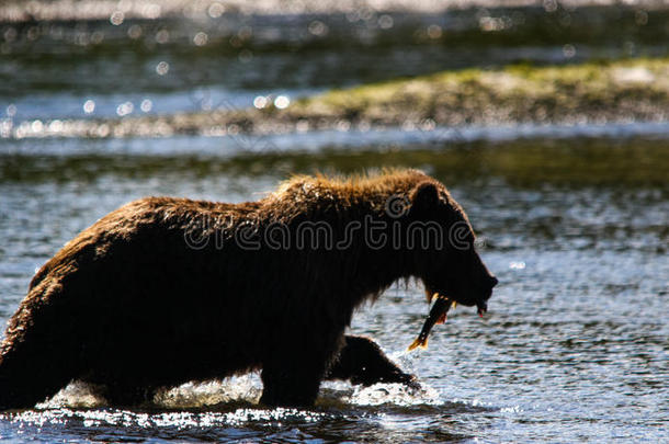 阿拉斯加棕色灰熊剪影鲑鱼