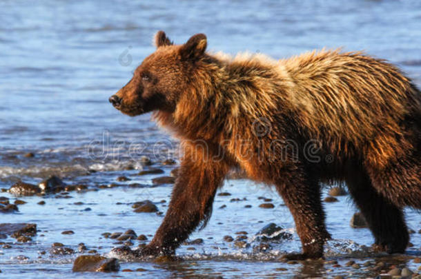 阿拉斯加州克拉克湖小棕熊散步