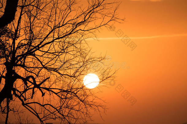 树枝剪影夕阳