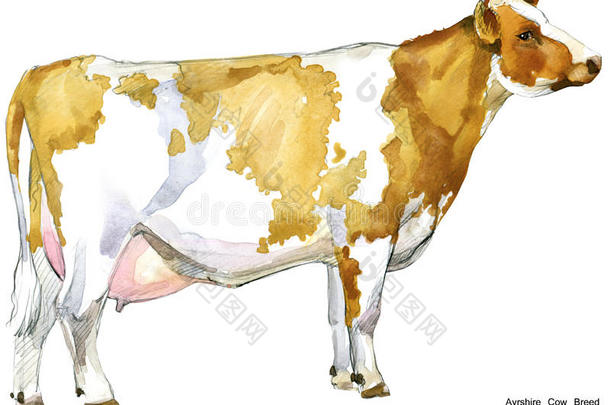 <strong>奶牛</strong>。 <strong>奶牛</strong>水彩插图。 挤奶<strong>奶牛</strong>品种。 艾尔郡<strong>奶牛</strong>品种。
