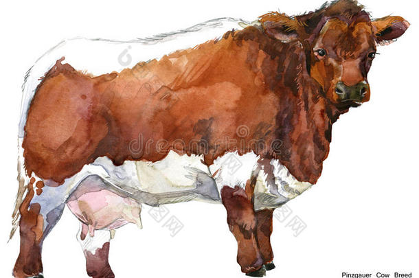 奶牛。 奶牛水彩插图。 挤奶奶牛品种。 平茨戈尔奶牛品种。 泽西奶牛品种