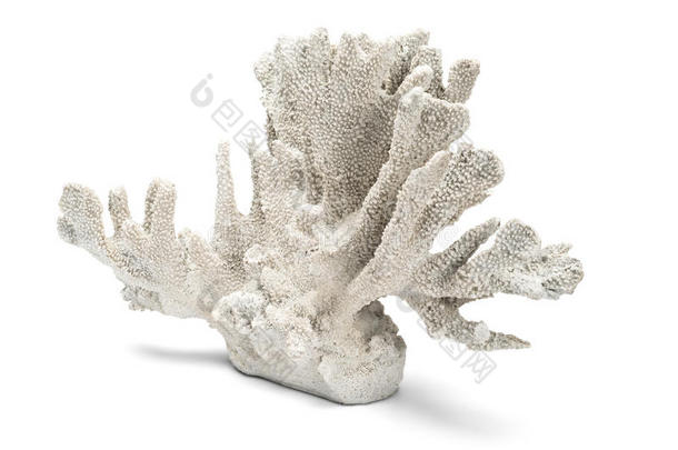 白色背景上白色观赏珊瑚的角度拍摄