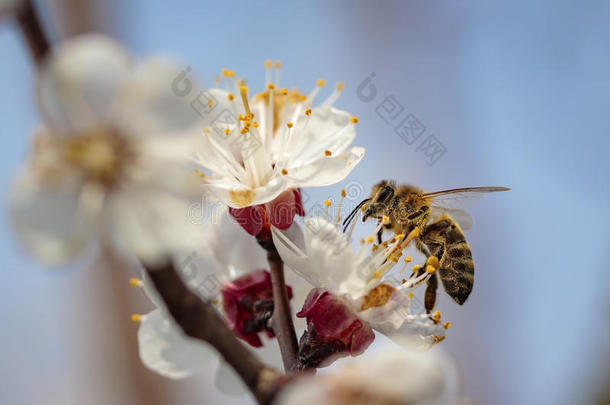 蜜蜂在春天的花朵上收集花粉