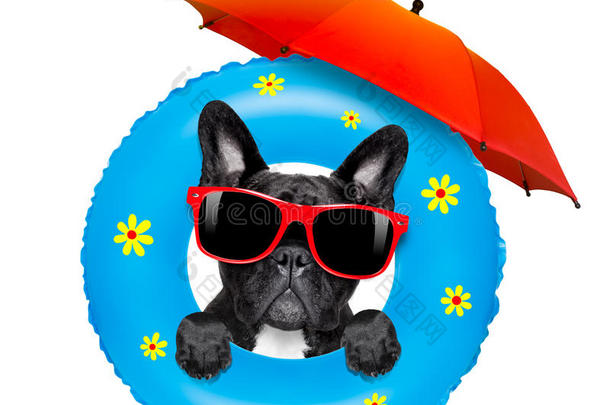 狗日光浴与空气床垫在夏天