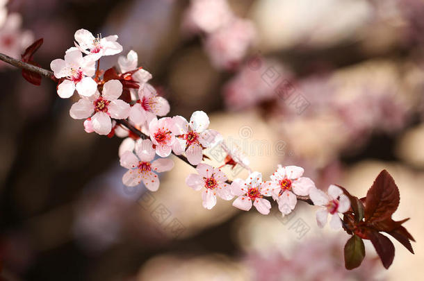 樱花盛开。春天的樱花