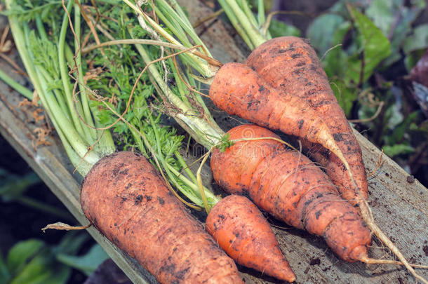新鲜的<strong>有机</strong>胡萝卜。 菜园家庭种植的<strong>农</strong>产品。