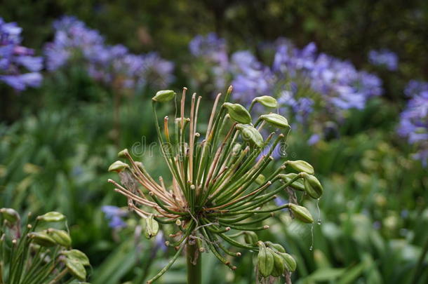 背景盛开的液滴花花蕾