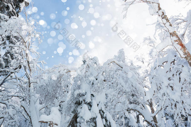 美丽的冬季景观，积雪覆盖树木，降雪。