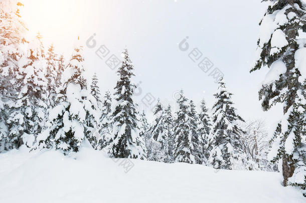 美丽的冬季景观，积雪覆盖树木，降雪。