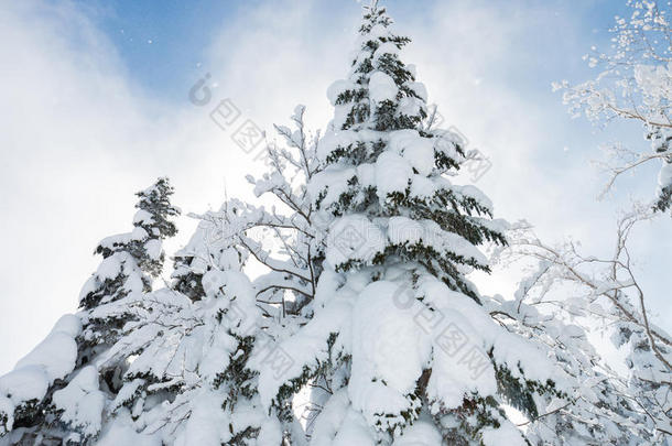 美丽的冬季景观，积雪覆盖树木，降雪。